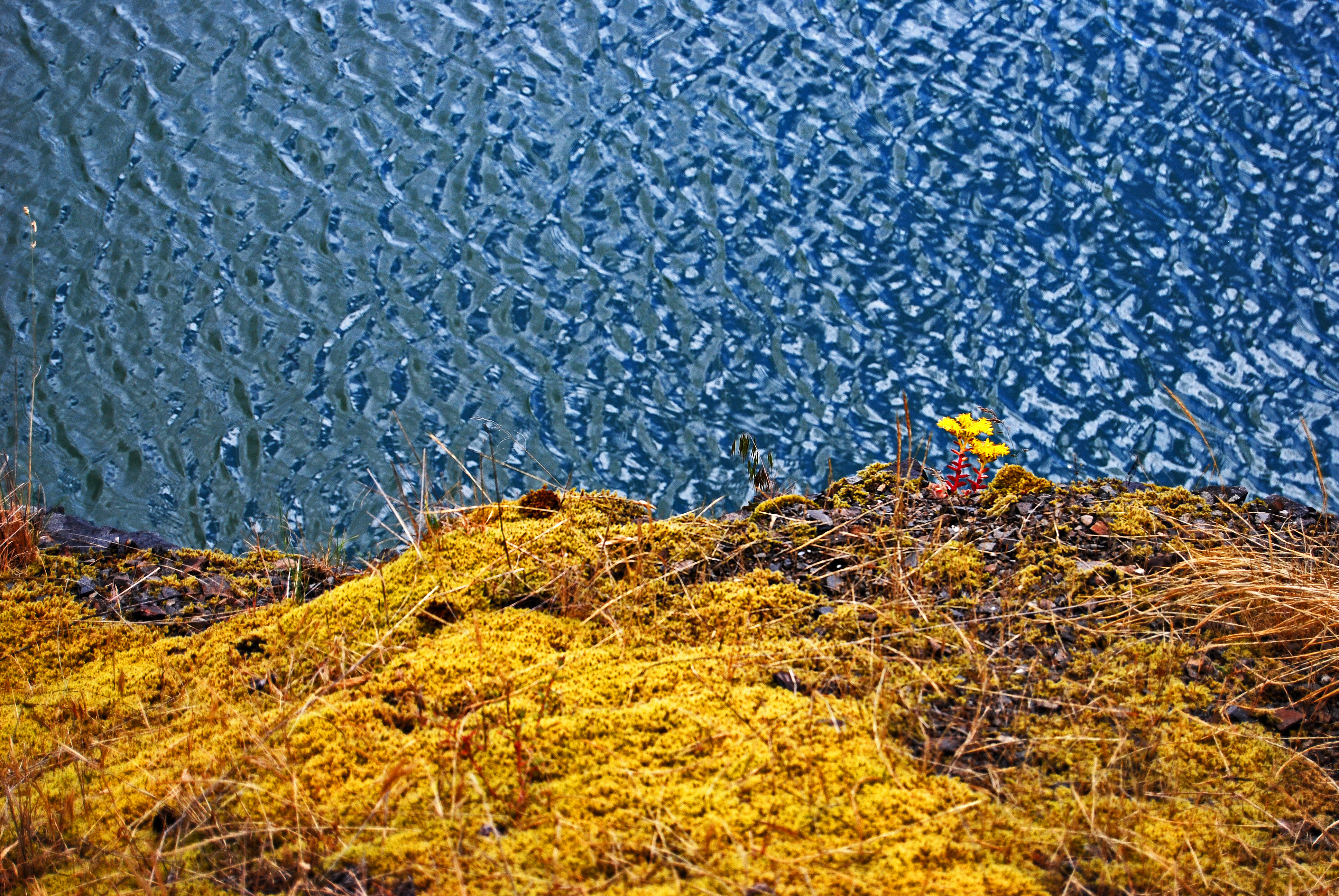 “Plants (OR 39-1, Cougar Lake)” © Keith Moul