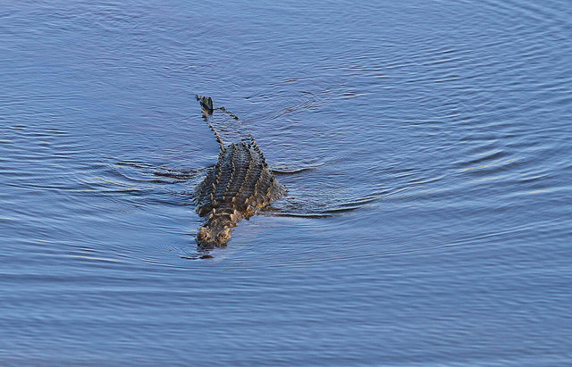 "African Crocodile Swimming By" © Derek Keats; Creative Commons license