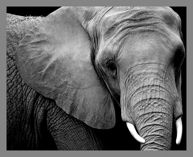 "Elephant" &copy Art G.