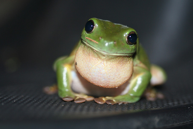 "Green Tree Frog Litoria caerulea" © Stephen Michael Barnett; Creative Commons license.