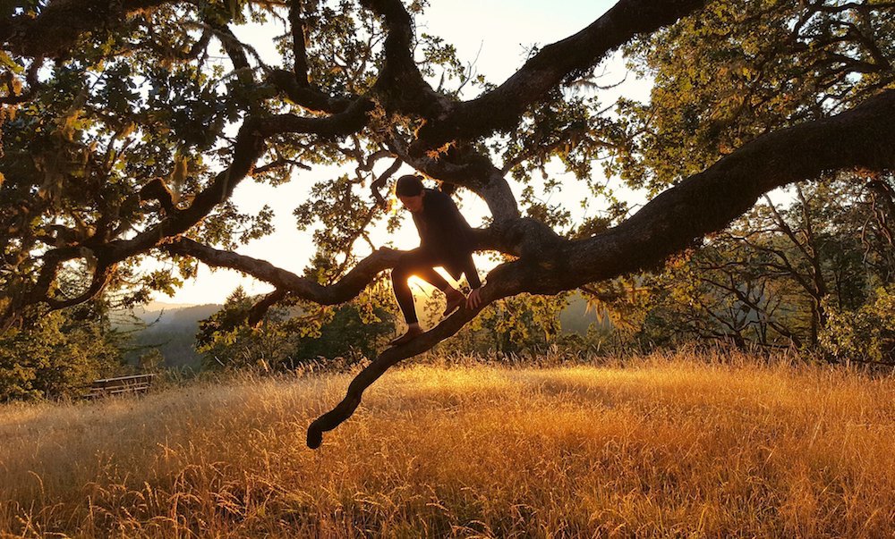 “Tree-Climber” © Jonathan Lidbeck; Creative Commons license