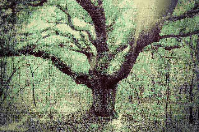 "Oak" © Harry Koopman