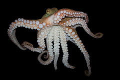 "Pinnoctopus Cordiformis" © Brian Gratwicke; Creative Commons license