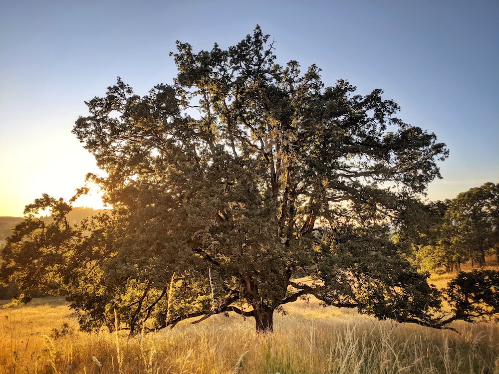 “Buford Park Oak” © Jonathan Lidbeck; Creative Commons license