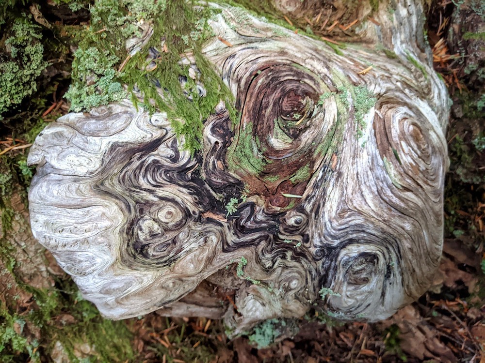 Photo of tree stump © Jonathan Lidbeck; Creative Commons license