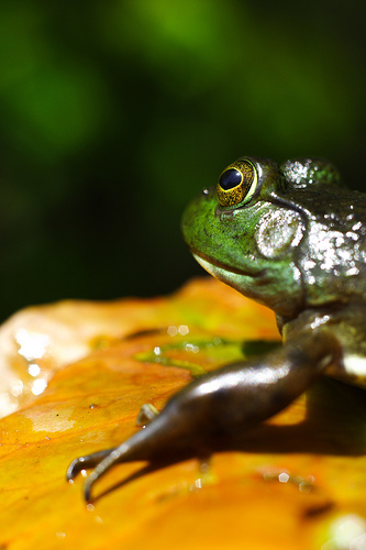 "Life on a Lily Pad" &copy; Michelle Tribe