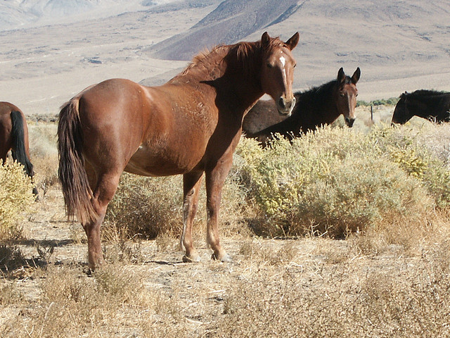 "Wild Horse V" © Ed; Creative Commons license