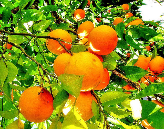 "Orange" © Francisco Antunes; Creative Commons license