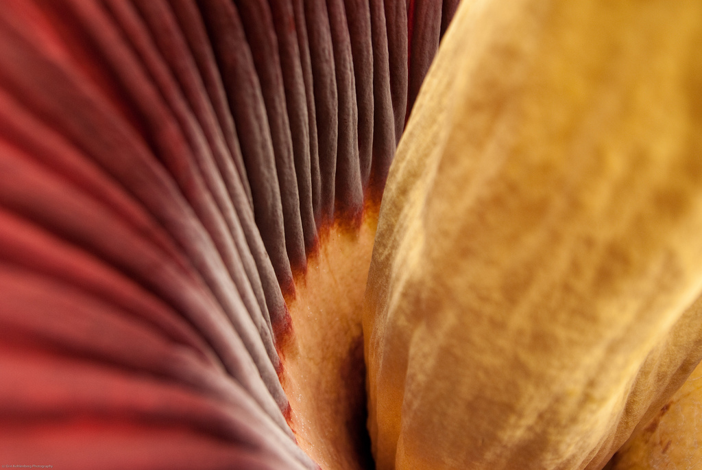 "Inside the Corpse Flower" @ Erin Kohlenberg 