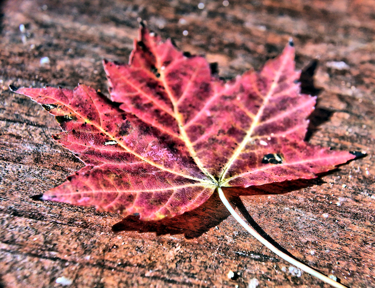 "Crimson and Gold" © Jennifer Powers; used with permission