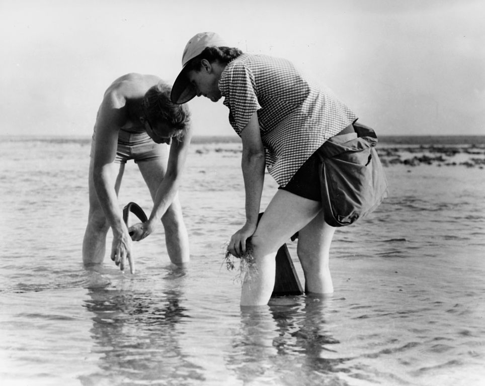 "Rachel Carson Conducts Marine Biology Research with Bob Hines"; courtesy United States Fish and Wildlife Service