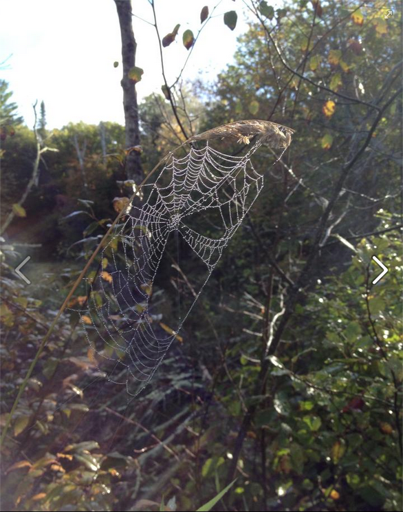 "Large Spiderweb" &copy; Shamus Langlois