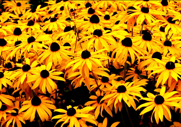 "Yellow Flowers" @ Doug Wheller