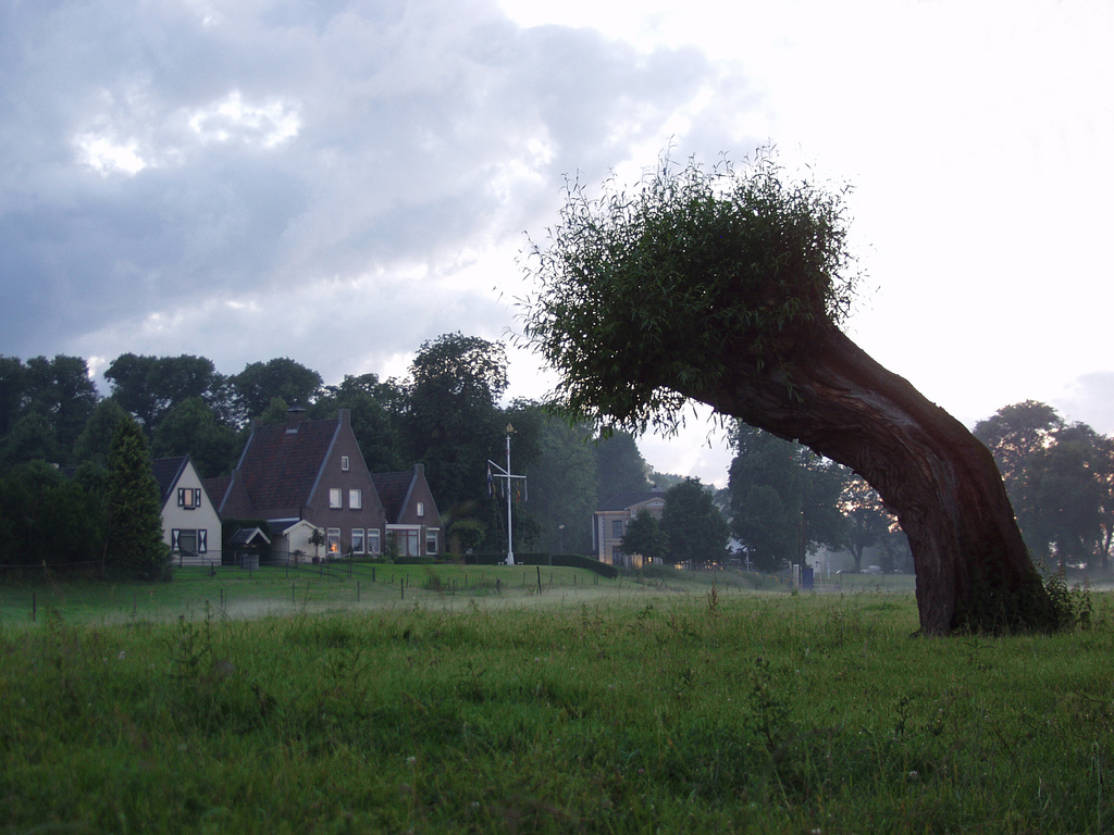 "The Lone Tree" © rogiro; Creative Commons license
