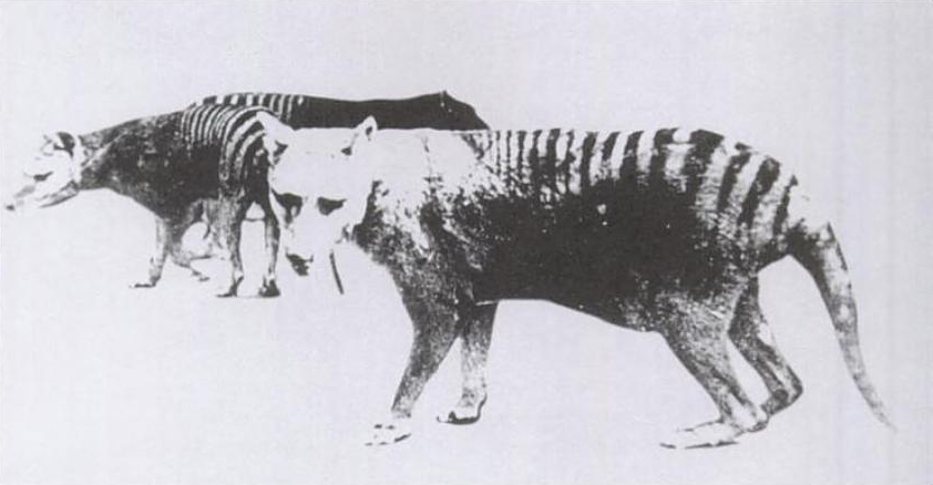 Photo of Thylacine with Distended Pouch (Adelaide Zoo, 1889); public domain