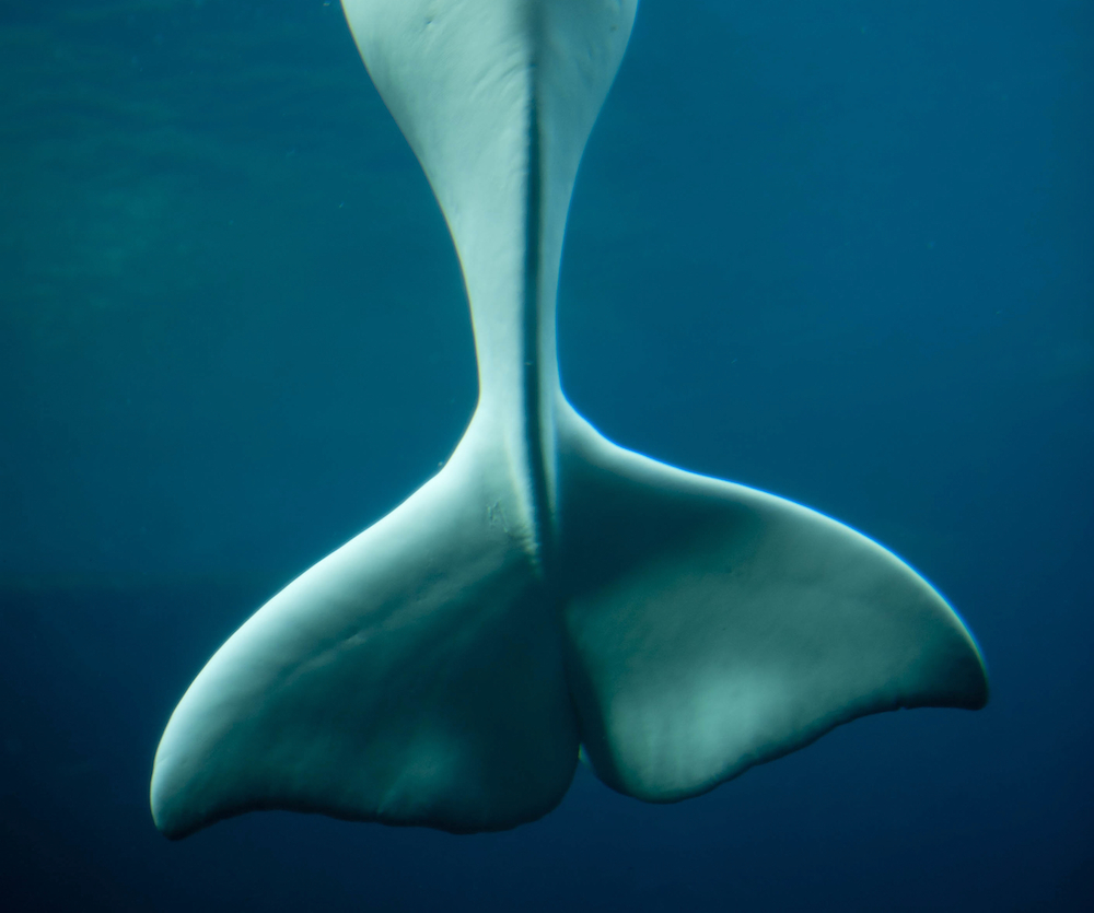 "Beluga Whale's Tail" © Jason Pier; Creative Commons license