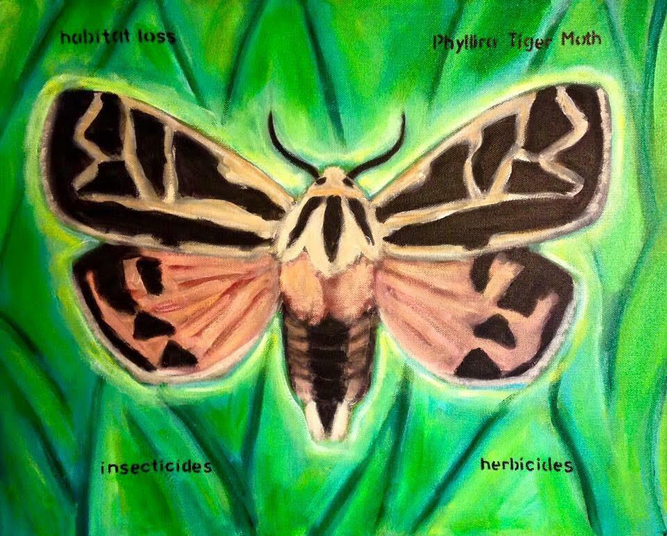 “Phyllira Tiger Moth” © Janel Houton; used by permission