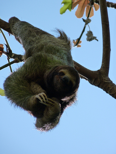 "Sloth" © Sarah and Iain; Creative Commons license