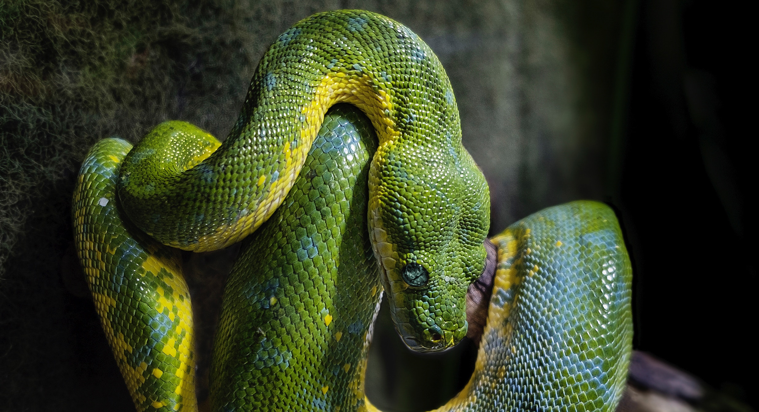 "Green Snake Coiling a Branch" © Thomas Hafeneth; Public Domain