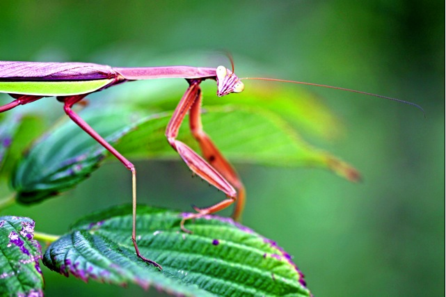 "Mantis" © Theresa Williams