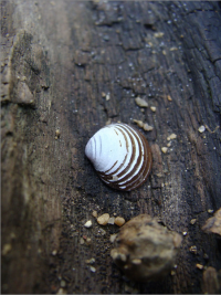 Virginia Snail