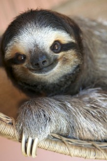 happy sloth