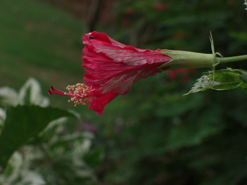 Budding Hibiscus by Swami