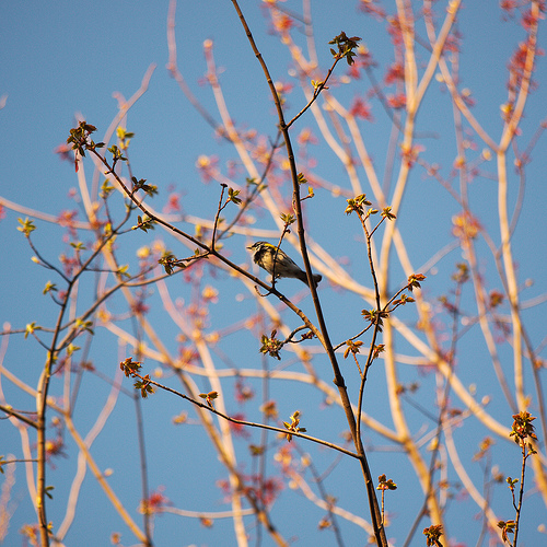 Magnolia Warbler in a tree