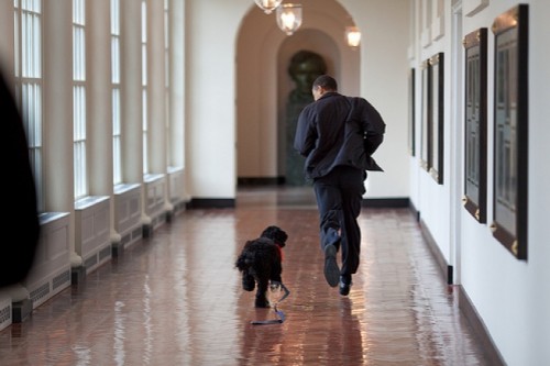 President Barack Obama runs down the East Colonnade with family dog, Bo, on the dog&#039;s initial visit to the White House. Bo came back to live at the White House in April. March 15, 2009. (Official White House Photo by Pete Souza)