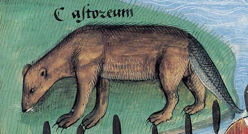 An illustration of the old belief that the tail of a beaver was considered fish-like in nature (and was therefore acceptable as food for fast days during the Middle Ages).