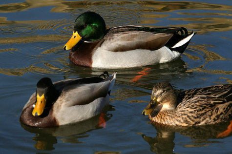 photo of ducks swimming