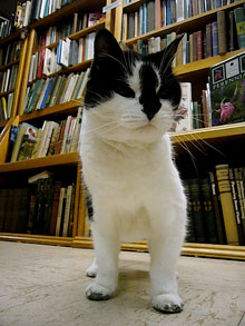 Marblehead, MA bookstore cat