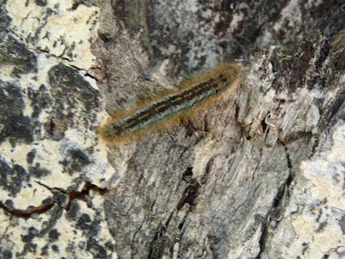 Caterpillar on Aspen