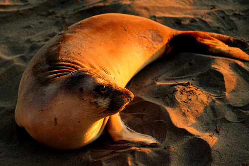 Elephant Seal Sunset by David Zimmerman