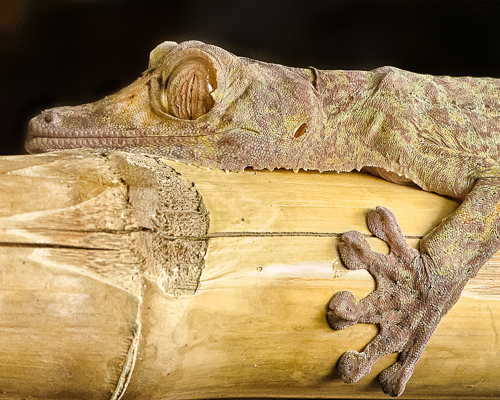 gecko &#169; Mary Dineen