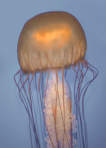 jellyfish gold &#169; Mary Dineen