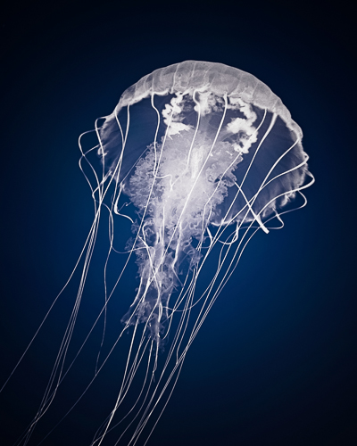 jellyfish white &#169; Mary Dineen