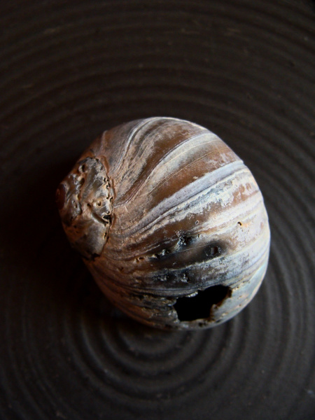 Shell in Bowl