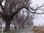 Chinese Elms Leading to the Clutter House, Kansas "Chinese Elms on the Road Leading to the Clutter House" @ Mali Sastri