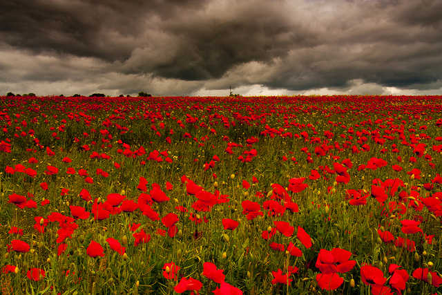"Poppy Field" © wazimu0; Creative Commons license