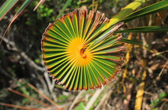 "Pinwheel Palm" © Jess Dipierro; used with permission