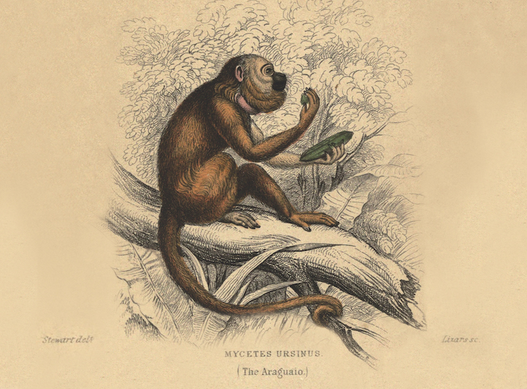 Illustration plate of Ursine Howler © Biodiversity Heritage Library; public domain
