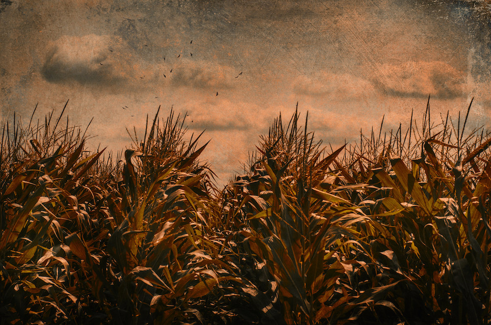 “Beware the Corn” © Jimmy Brown; Creative Commons license