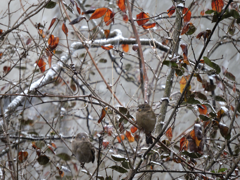 "Bitty Birds in Snow" © katsrevenge42; Creative Commons license