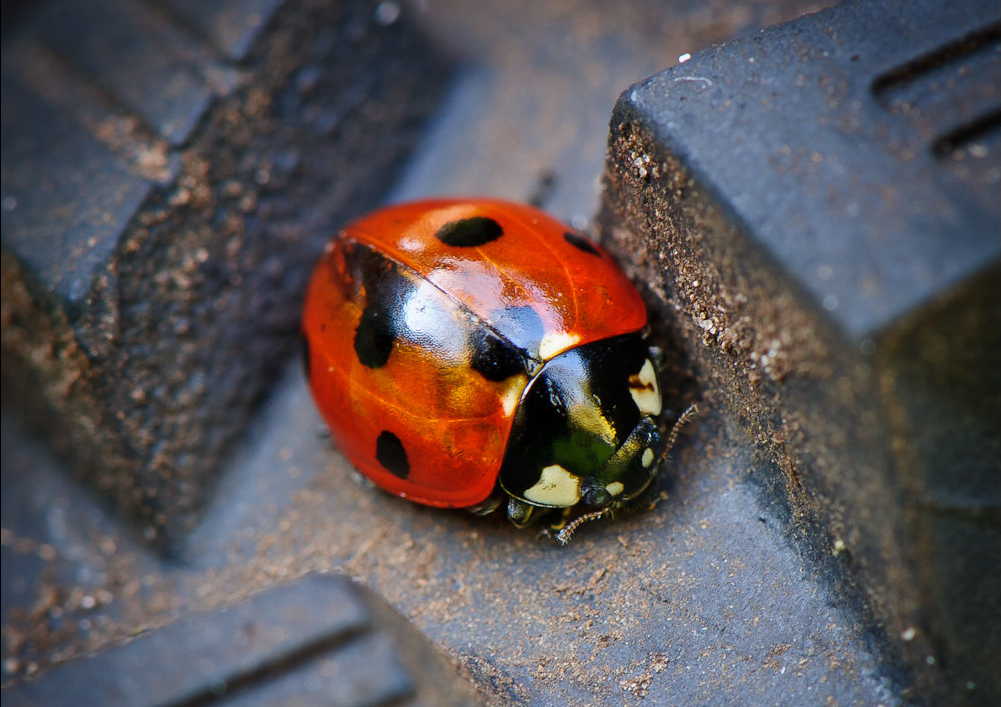 "Ladybug" © Jos Dielis; Creative Commons license