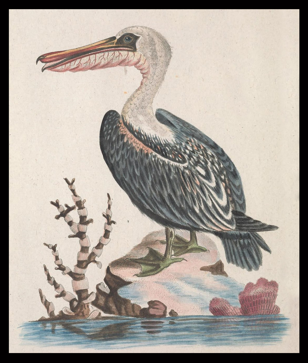 Drawing of Pelican © Biodiversity Heritage Library; public domain