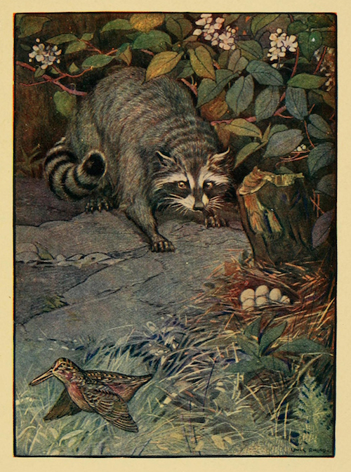 Drawing of Raccoon © Biodiversity Heritage Library; public domain