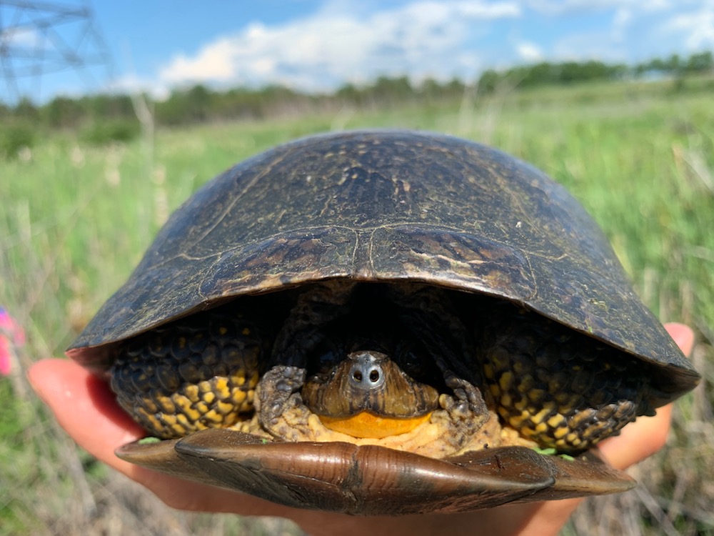“Shy Blanding's Turtle” © Wendy Townsend; used by permission