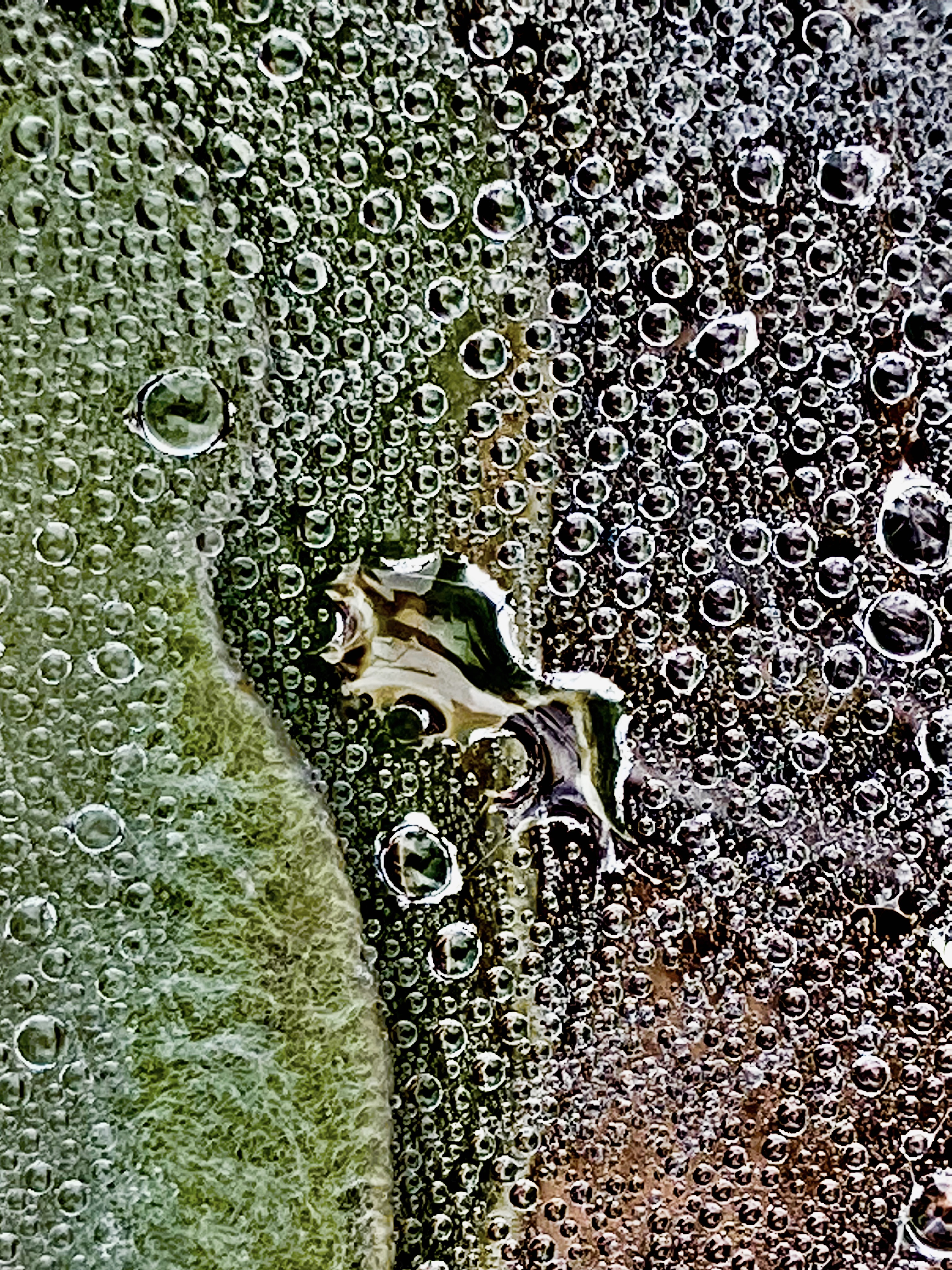 "Early Morning Dew" © Sanford T. Rose; used by permission]