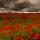 "Poppy Field" © wazimu0; Creative Commons license
